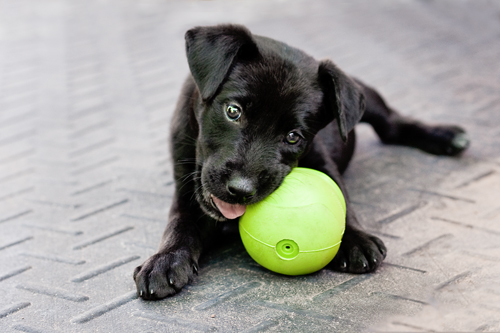 puppy-ball
