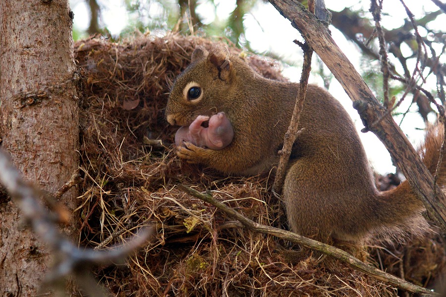 squirrel-and-young-pup