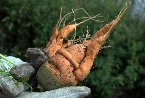 ugly-carrot