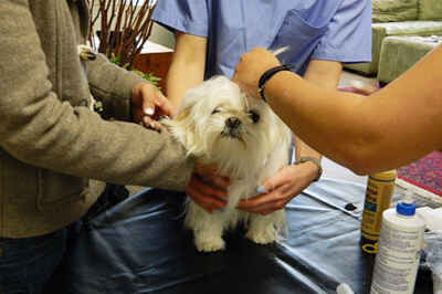 Program Provides Veterinary Care to Pets of Homeless or Marginally Housed