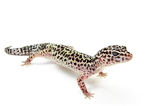 Professor Matt Vickaryous at the University of Guelph is studying regeneration and wound healing in geckos.