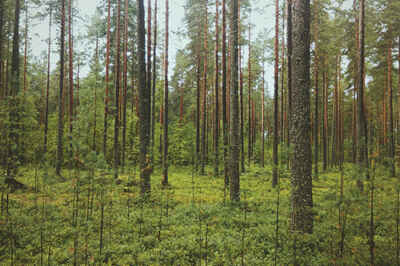 How a Change in the Forest Can Affect the Dynamics of its Animal Community