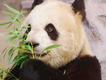 OVC Prof Detects Pregnancy of First Giant Panda Cubs Born in Canada