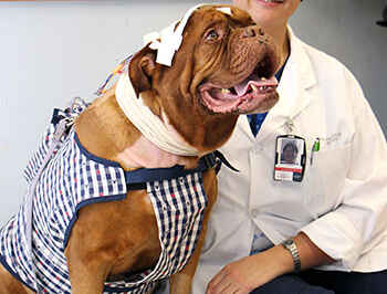 Epilepsy Gene Mutation Discovered in Dogs May Help Treat People: U of G Study