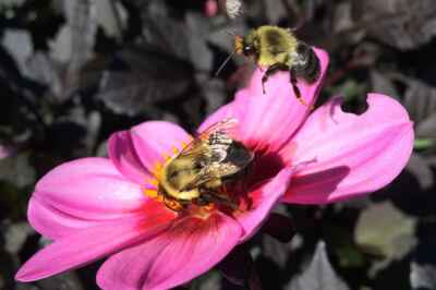 Experienced Bumblebees Won’t Share with Newbies: Study