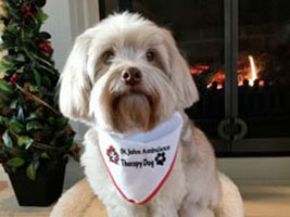 Therapy Dogs Coming to Campus to Help Ease Exam Stress