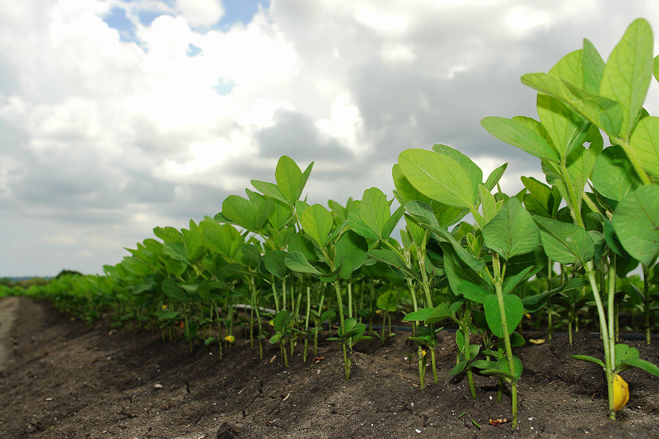 NewOld Soybean Ripe for New Market Opportunities U of G News
