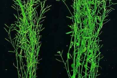 Chance Finding Could Transform Plant Production: Study