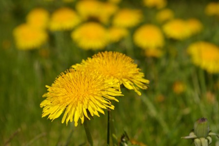 dandelions