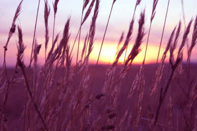 Study Looks at Health Benefits of Purple Wheat