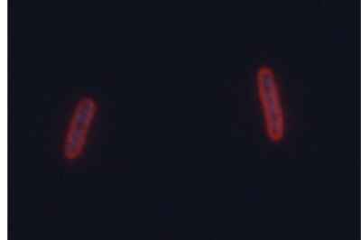 New U of G Research Has Disease-Fighting Potential