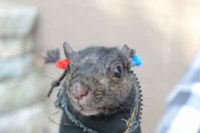 Local Squirrel Study Invites Community Participation