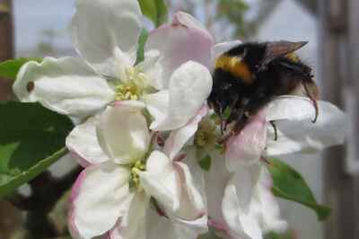 Immediate Neonic Ban Would Lead to Benefits, Challenges, Pollination Expert Says