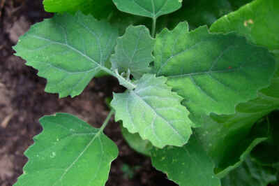 What’s Ontario’s Worst Weed? U of G Survey