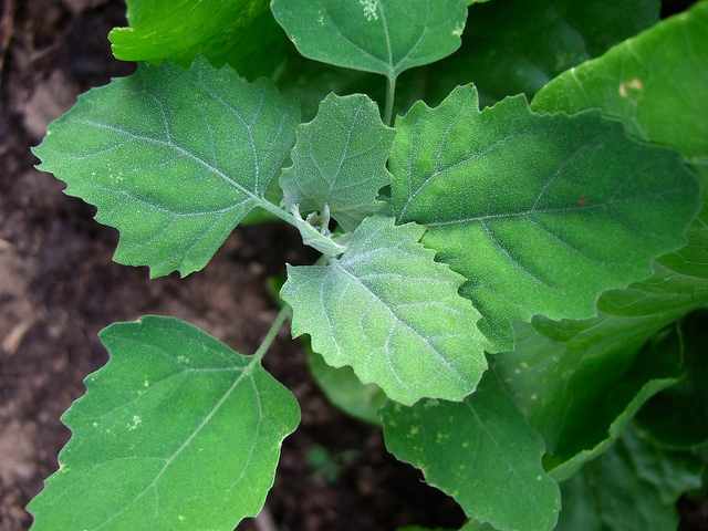 What’s Ontario’s Worst Weed? U of G Survey - U of G News