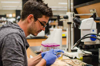 Brain Size Matters in Fish Food Chains