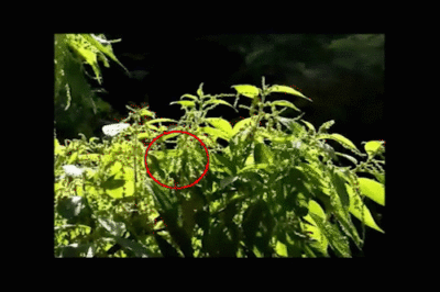 Emeritus Prof Tells CBC that Plant’s “Sneeze” on Video May Be a First