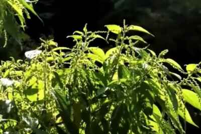 Fossil Pollen ‘Sneeze’ Caught by Research Team Including U of G Prof