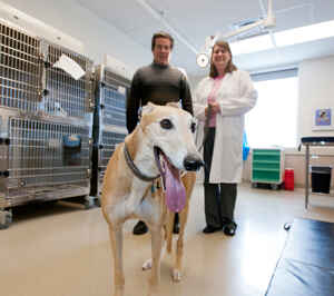 Studying Lymphoma in Dogs Benefits Human Cancer Research