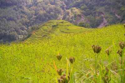 U of G Discovery May Benefit Farmers Worldwide
