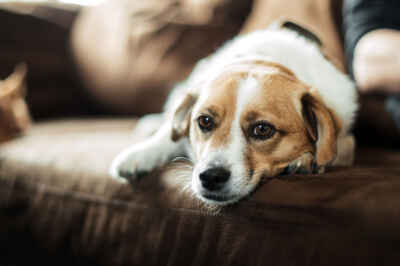 Prof Offers Tips to Help Keep Pets Safe During Natural Disasters