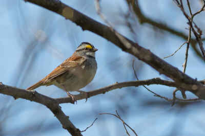 Birds Not Expert Navigators, U of G Study Finds
