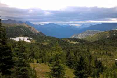 Fungi Matter Most to Forest Diversity: Study