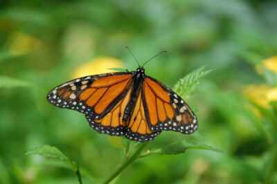 U of G Researchers Identify Monarch Butterfly Birthplaces to Help Conserve Species
