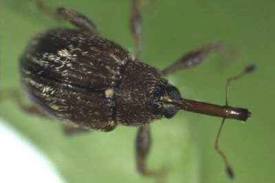 Research Looks at Nuclear Technology as Form of Insect Birth Control