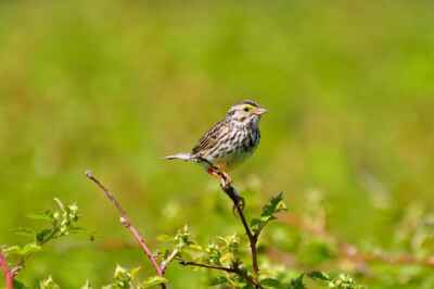 Songbirds’ Wintering Study Featured on CTV News