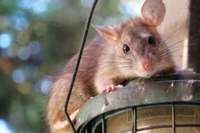 Urban Rats – Does the City Environment Increase Potential Risks to Human Health?