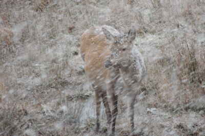 Rain, Snow –  Not Temperature – Drive Plant, Animal Evolution: Climate Change Study