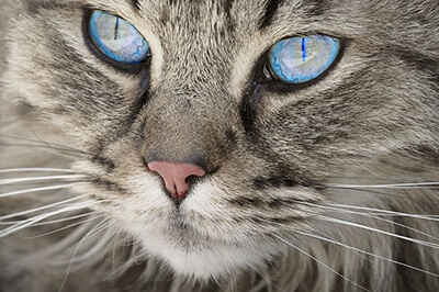 Study Aims to Find Out if People Can Identify a Cat’s Mood Through Facial Expressions