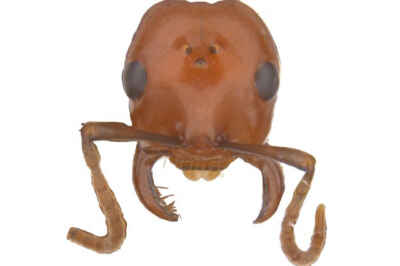 Profs Using Social Media to Track Social Insects, Publishing Findings