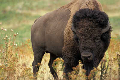 Roaming Bison Get Caught in Crossfire: U of G Prof