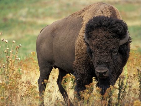 Bison