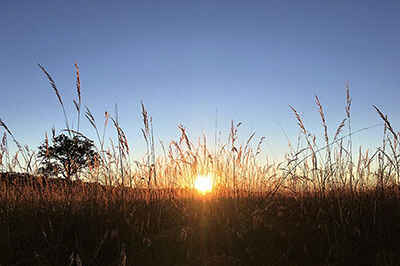 Hungry Mice Affect Rare Plant Restoration