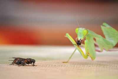 Fear May Play a Role in Animal Extinction, Study Reveals