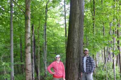 Ontario’s Chestnut Trees ‘Frozen in Time,’  Study Finds