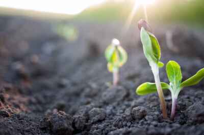 Call for Nominations: Arrell Global Food Innovation Awards