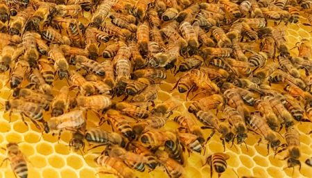 A honeycomb covered in honeybees is shown