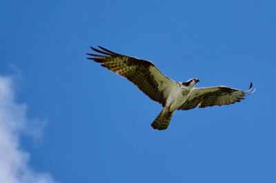 Humans Behind Majority of Raptor Deaths in Ontario, Study Finds