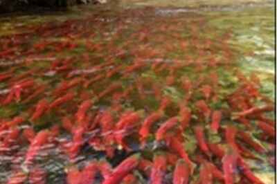 Oil Spills Hinder Salmon Swimming, Migration: Study