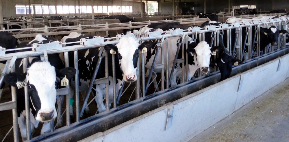 Researchers Show Robotic Milking Systems Can Detect Early Signs of ...