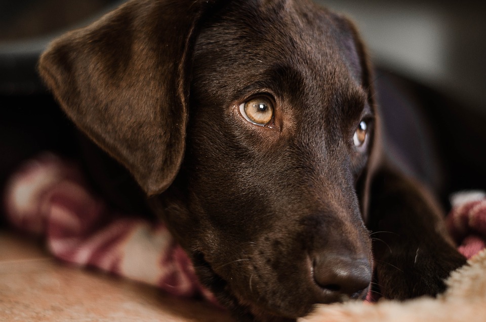 chocolate lab puppy