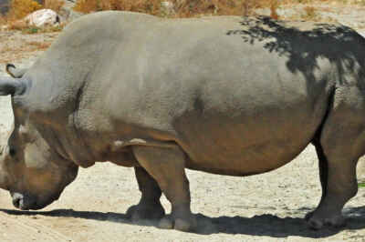 A Ban on Captive Animals Could Speed Up Extinction