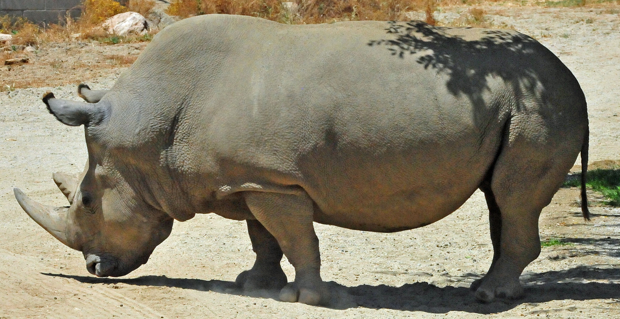 Angalifu the Northern White Rhinoceros male