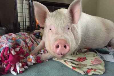 ‘Wonder Pig’ Inspires $650,000 Fundraising Campaign to Bring Giant Scanner to University of Guelph