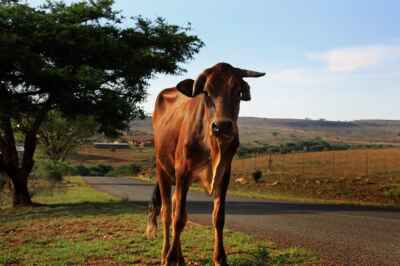 World Veterinary Day: Prof Available to Discuss Veterinarians and Sustainable Development