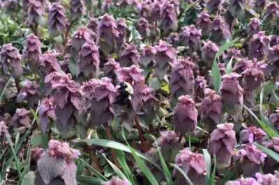 U of G Film Wins Top Prize in NSERC’s ‘Science, Action!’ Competition